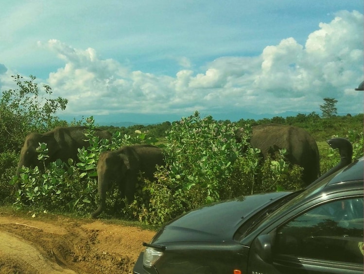 Private Safari at Udawalawe Park from Galle & Weligama