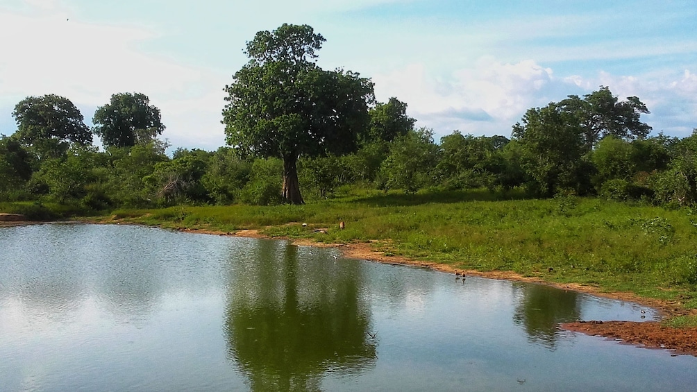 Private Safari at Udawalawe Park from Galle & Weligama