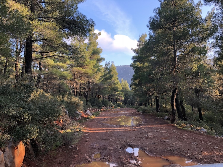 Dirt road surrounded by trees in Parnitha Mountain Park