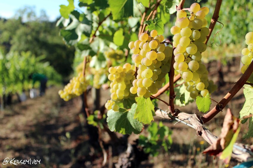 Grape vines on vineyard in Yakima, Washington