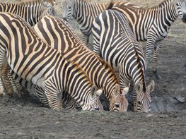 3 Days Amboseli
