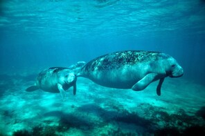 Sian Ka'an Manatee Experience