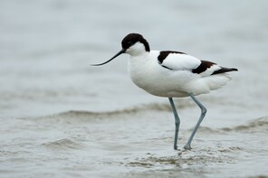 The wildlife and history of South East Wales