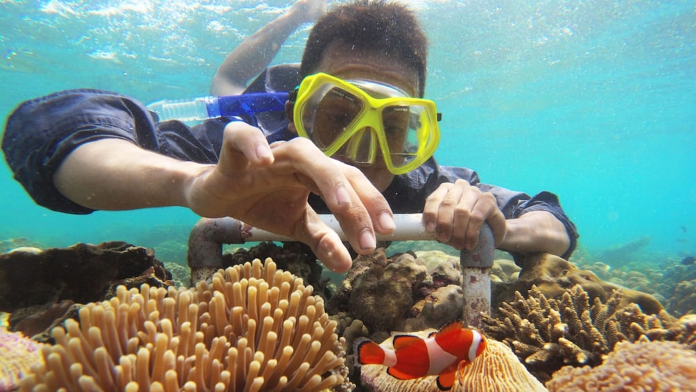 Show item 5 of 7. Snorkeler inspects small fish in the Gili Islands