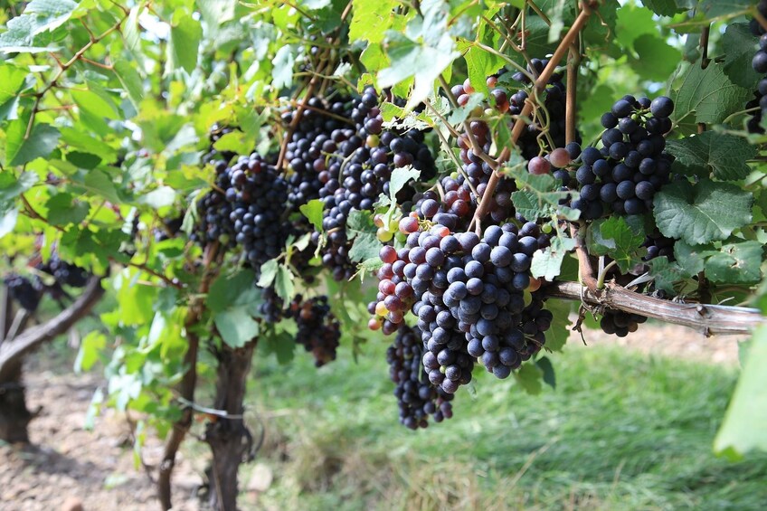 Red Prosecco grapes