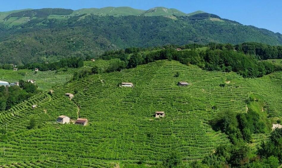 Aerial view of vineyards on Prosecco Road in Italy