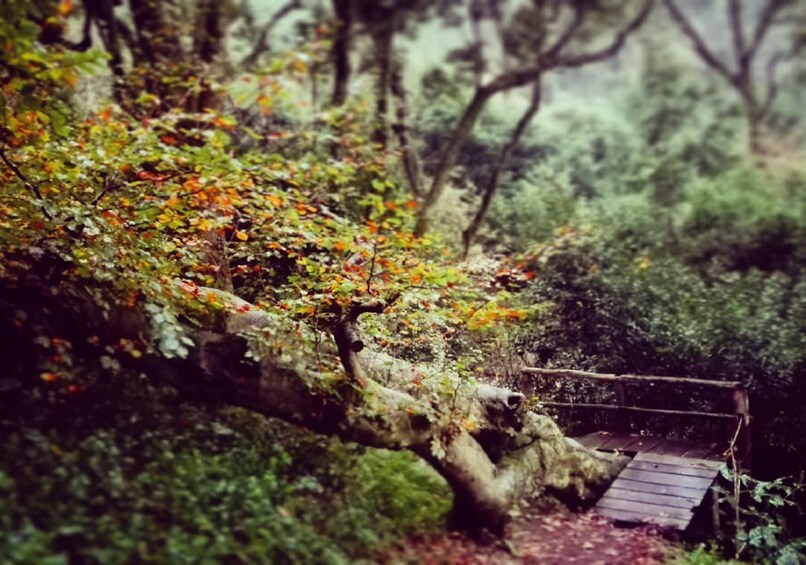 Private Day Walk: "Sintra, Kingdom of Love"