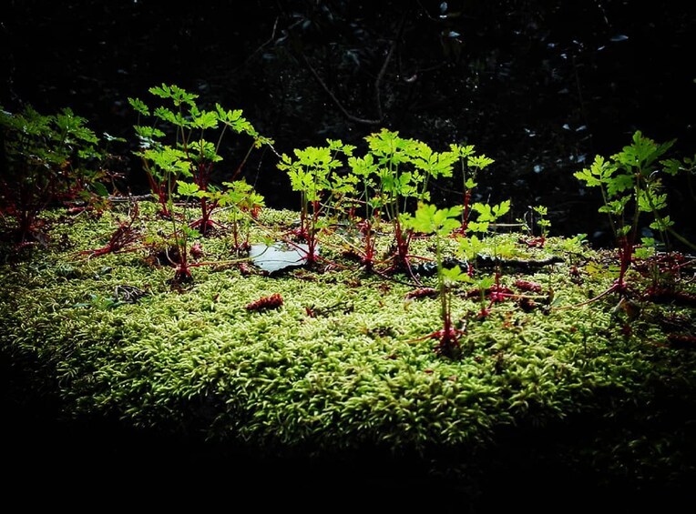 Private Day Walk: "Sintra, Kingdom of Love"