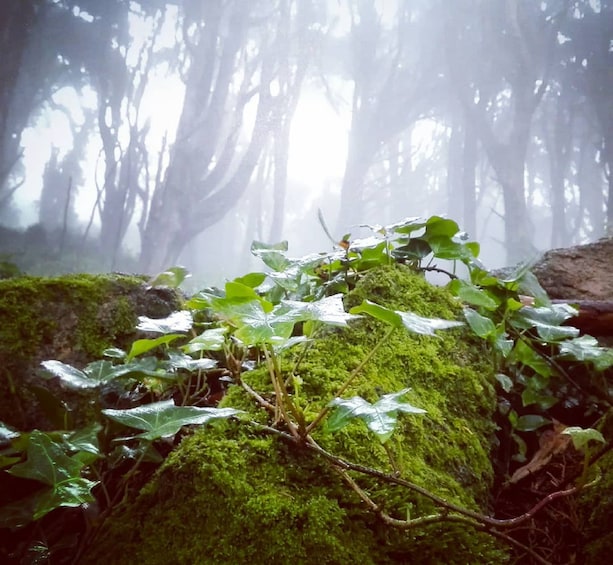 Private Forest Walk: "Sintra Mountains Inbetween Wolves"