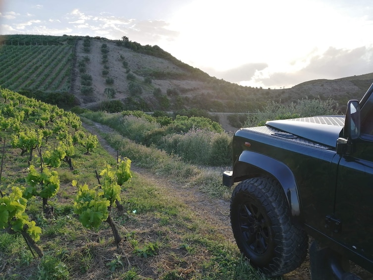 Sunset Safari Tour with Wine Tasting