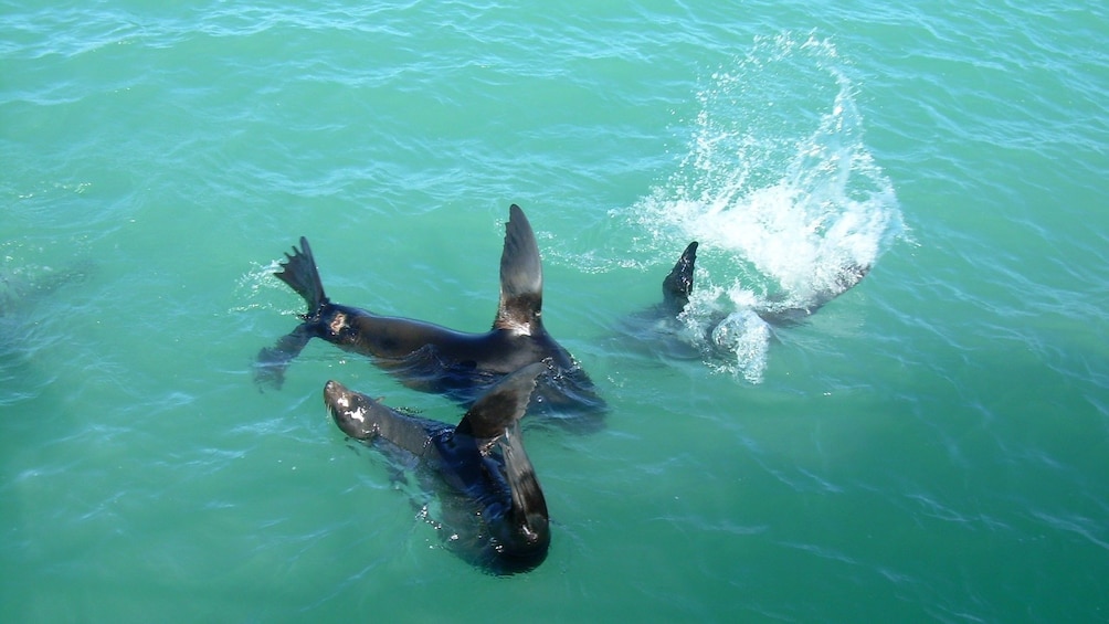 Coorong and Murray Mouth Highlights