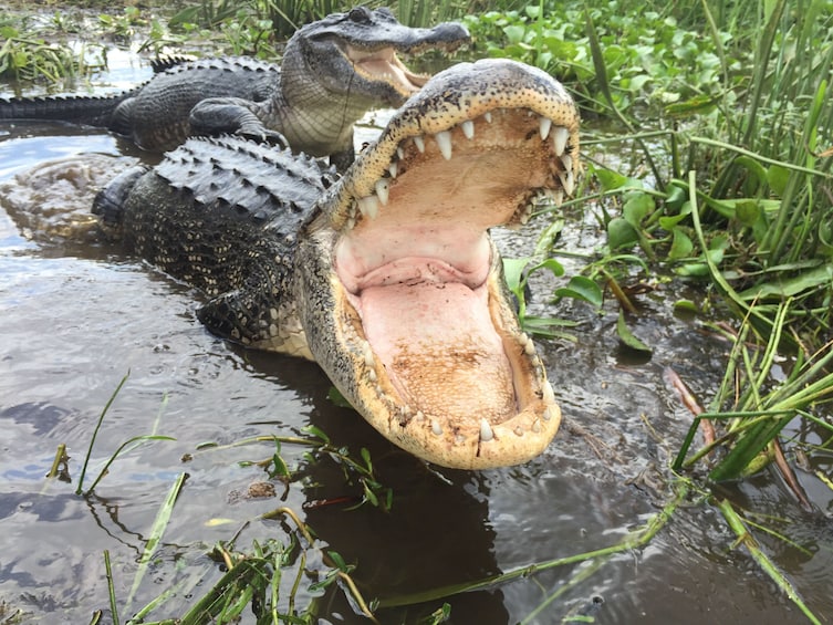 Jean Lafitte Swamp Alligator
