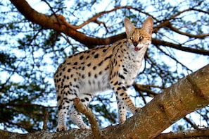 ST Lucia Isimangaliso Boat Safari & Emdoneni Wild Cat