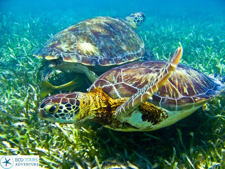 TORTUGAS Y CENOTES ADVENTURE