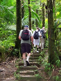 Saint Lucia Rainforest Tour- COVID CERTIFED