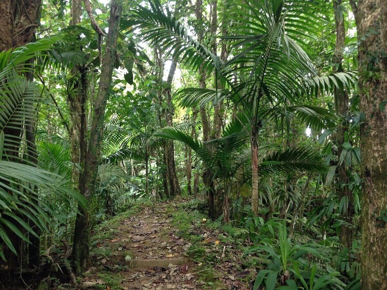 Saint Lucia Rainforest Tour