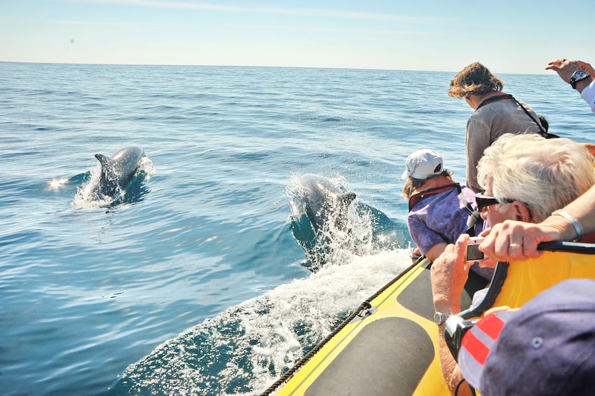 Tourists look out of boat at leaping dolphins