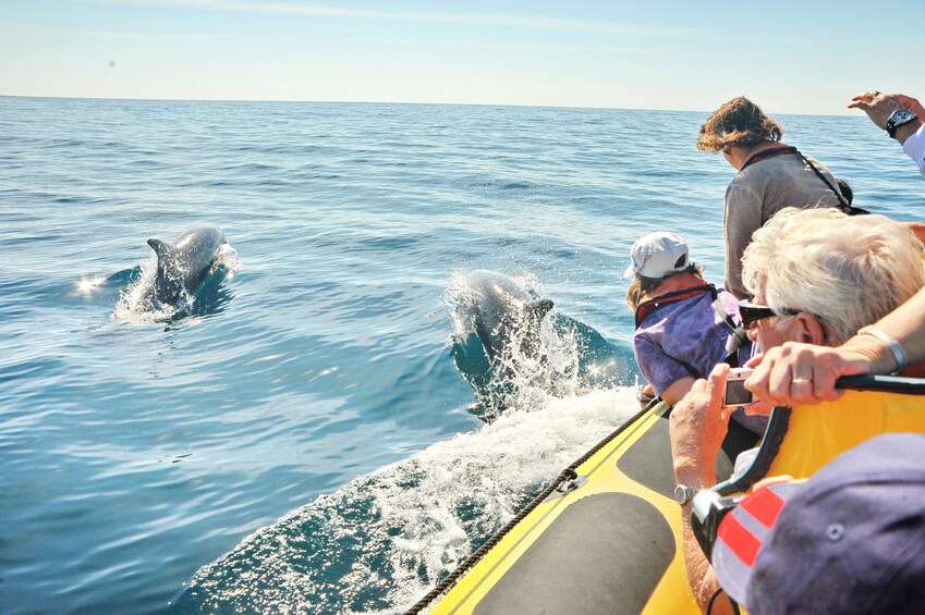 Tourists look out of boat at leaping dolphins