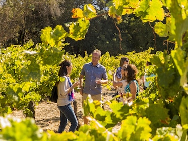 San Francisco City & Wine: 1 Day Hop-On Hop-Off & Half Wine Country Tour