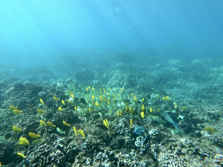 Lana'i Snorkel & Dolphin Encounter