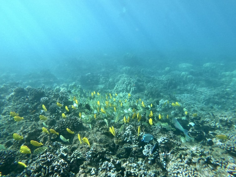 Lana'i Snorkel & Dolphin Encounter
