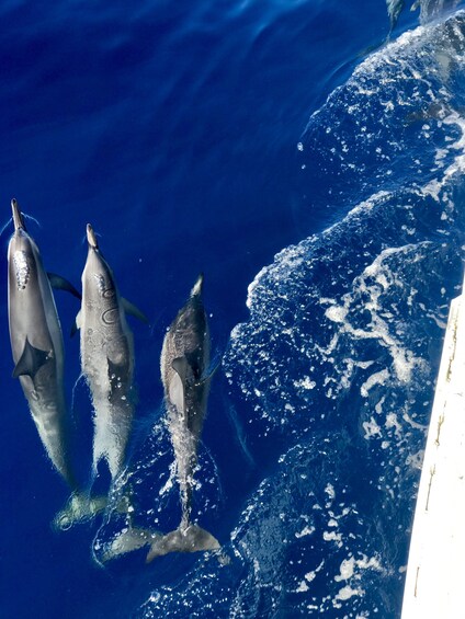 Lana'i Snorkel & Dolphin Encounter