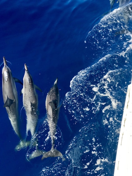 Lana'i Snorkel & Dolphin Encounter