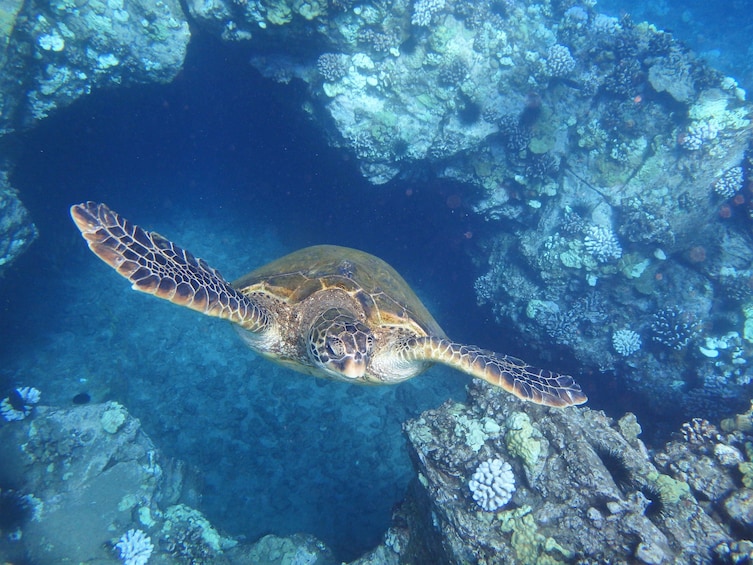 Lana'i Snorkel & Dolphin Encounter (Maui/ Lahaina Harbor)