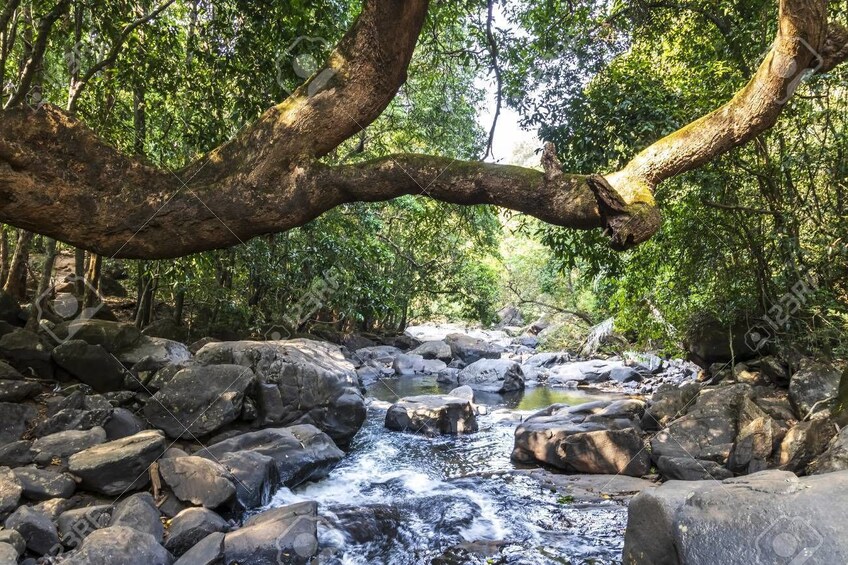 Show item 4 of 4. Dudhsagar Waterfall Wildlife Excursion Tour from Goa