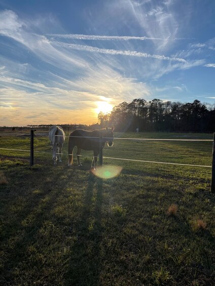 Horseback Trail Ride