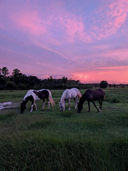 Horseback Trail Ride