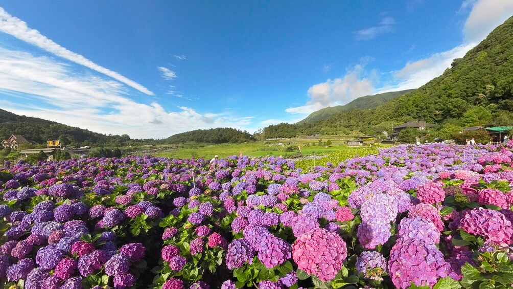 Beitou and Yangmingshan National Park Day Tour from Taipei