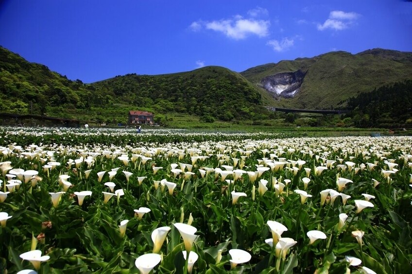 Beitou and Yangmingshan National Park Day Tour from Taipei