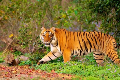 7 Jours Luxe Privé Triangle d'Or excursion Avec Ranthambore