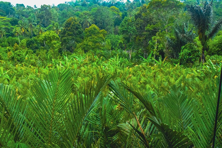 Salak Plantation Tour By Jeep