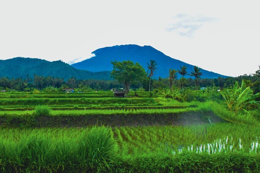 Bali Sunrise Experience by Jeep