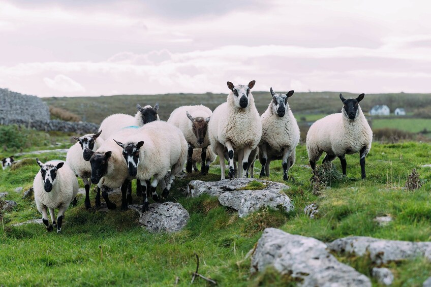 Wicklow and Glendalough Day Tour From Dublin 