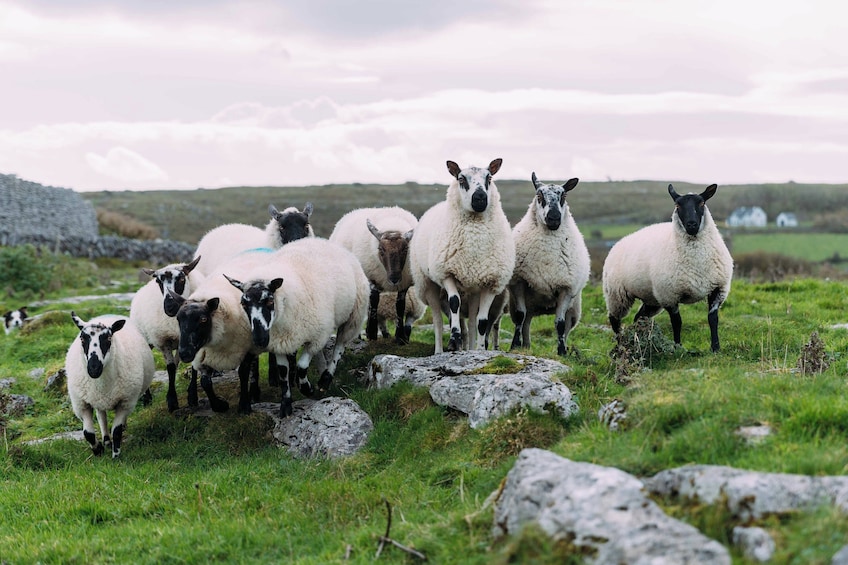 Wicklow & Glendalough Tour from Dublin
