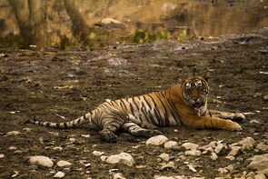 Ranthambore Day Safari From Jaipur By Jeep