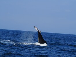 2 Day Puerto Lopez & Isla De La Plata