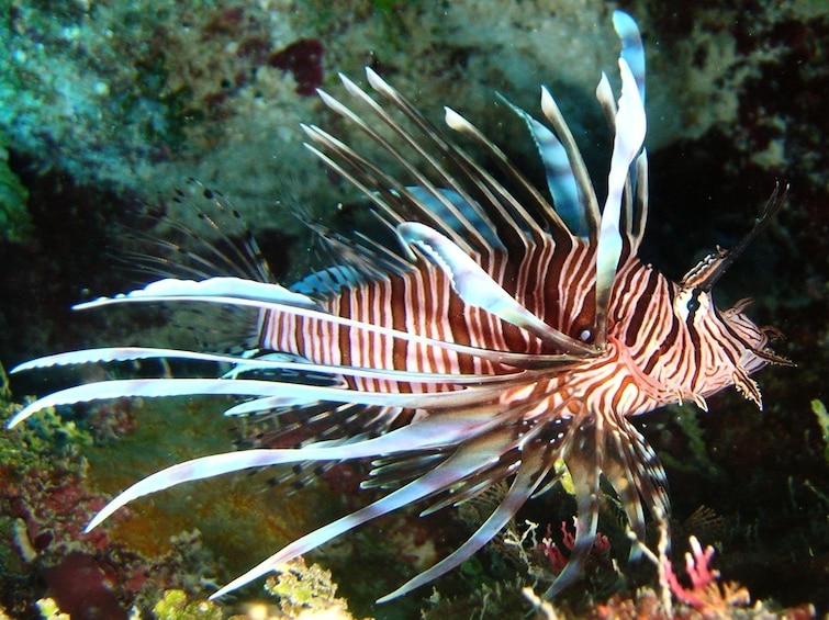 Adventure  Montego Bay Marine Park