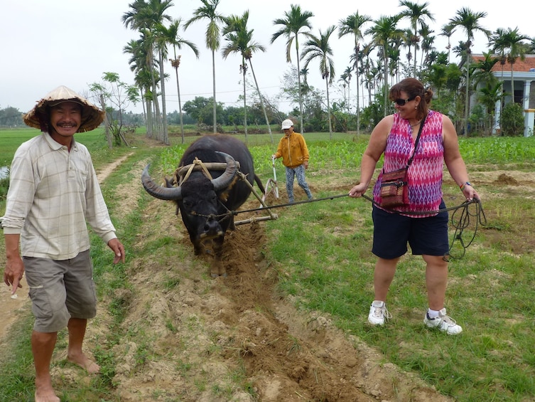 Woman leads bull through field in Hoi An, Vietnam