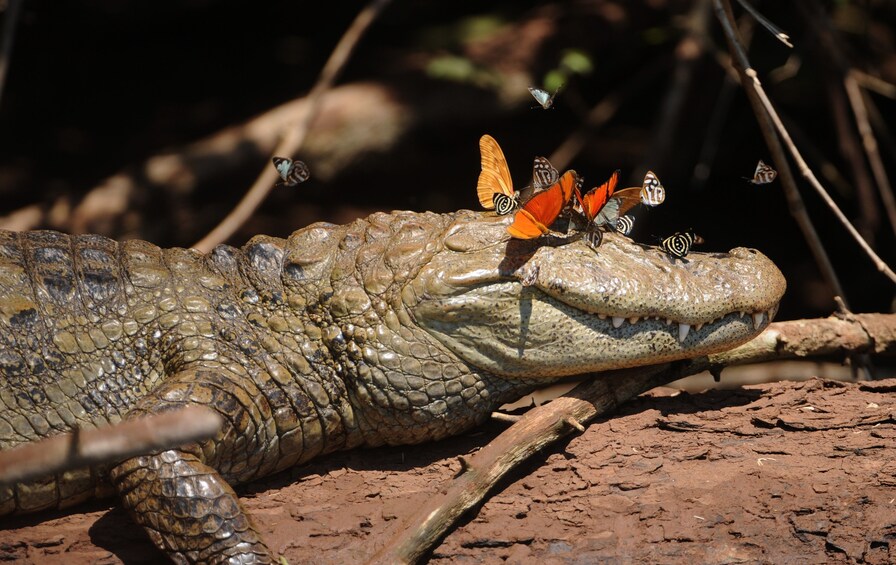 Foz do Iguazu Bird Park - Tickets Included