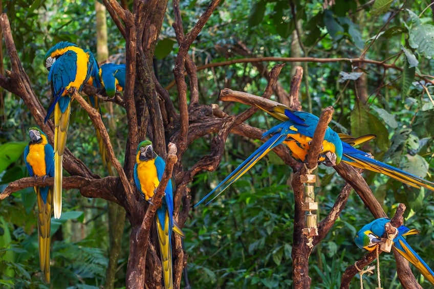 Foz do Iguazu Bird Park - Tickets Included