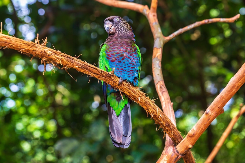 Foz do Iguazu Bird Park - Tickets Included