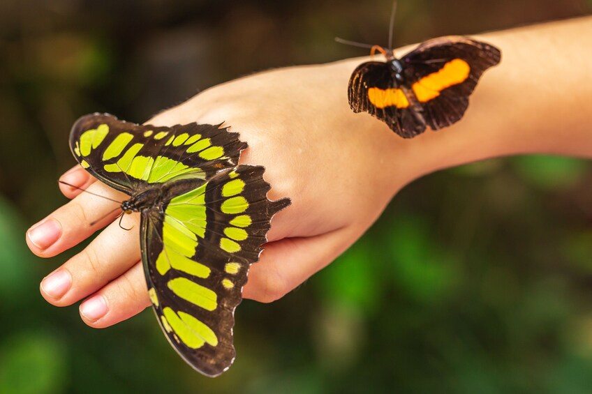 Foz do Iguazu Bird Park - Tickets Included