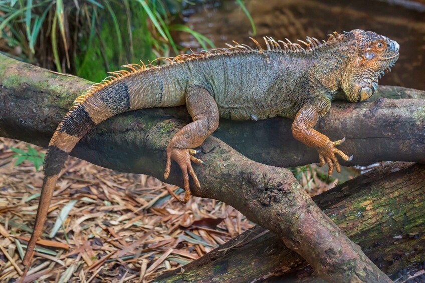 Foz do Iguazu Bird Park - Tickets Included