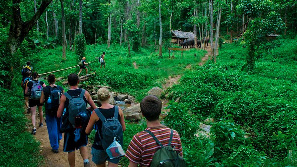 Tour group walk through forest in Ninh Binh, Vietnam