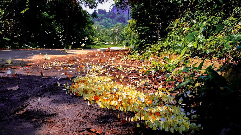 Colorful leaves on the ground in Vietnam
