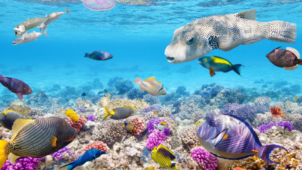Snorkeling, Speed Boat, Stingrays & Sharks from Punta Cana